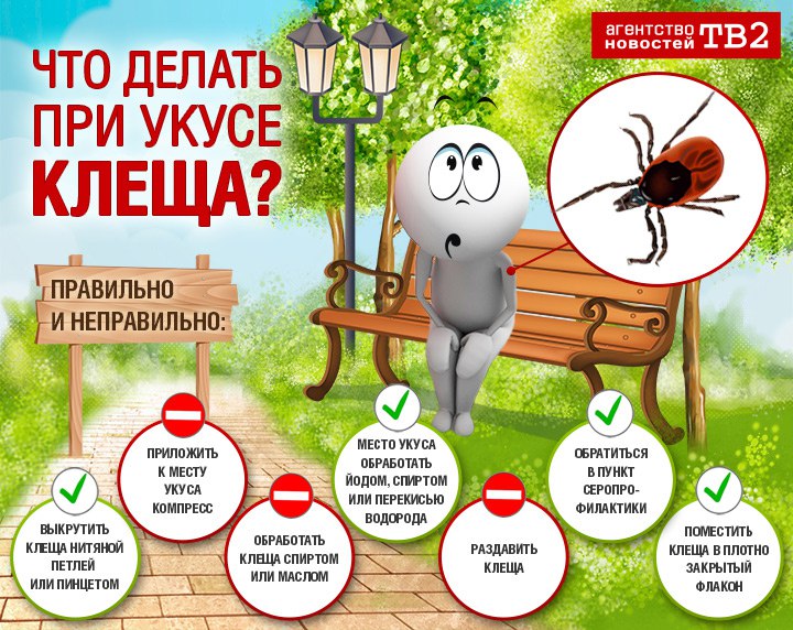 chto-delat-pri-ukuse-kleshcha.jpg